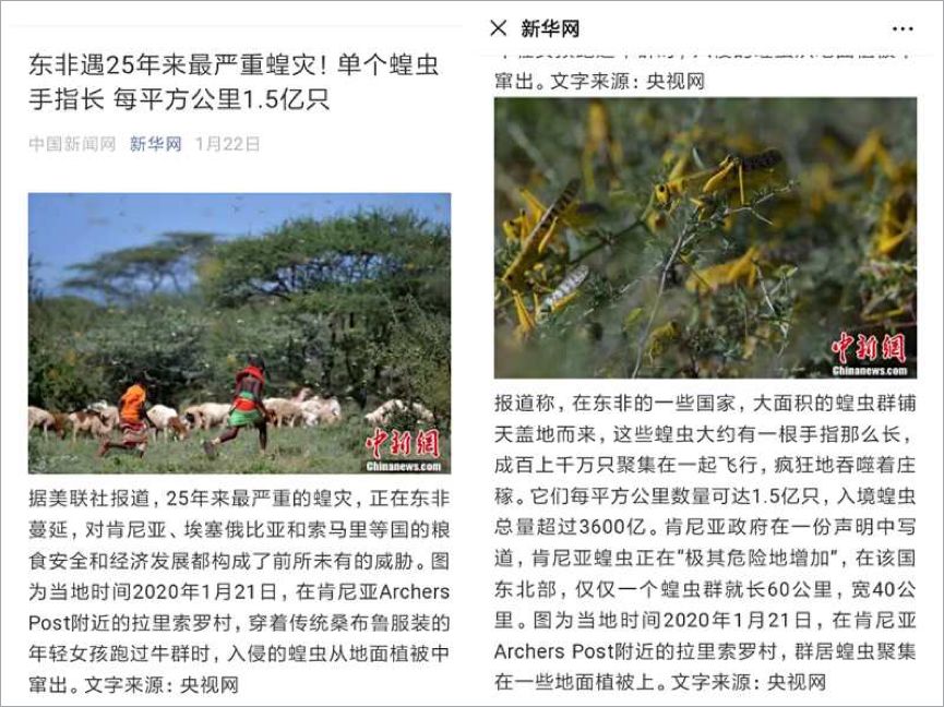 “4000亿只蝗虫”的新闻是怎么来的,又是怎么没的? 75 “4000亿只蝗虫”的新闻是怎么来的,又是怎么没的?
