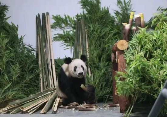 “我为熊猫狂”:被笃信的谣言,被围攻的科普 13 “我为熊猫狂”:被笃信的谣言,被围攻的科普