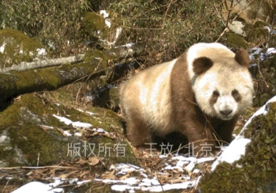 “我为熊猫狂”：被笃信的谣言，被围攻的科普-银河百科全书