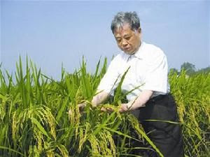 黄章晋:袁隆平神话 杂交水稻之父是怎样升起的? 118 zhuyingguo